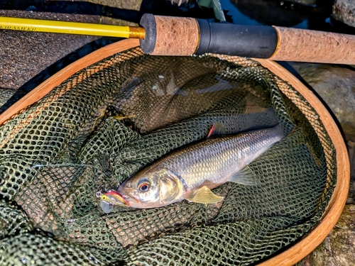 カワムツの釣果