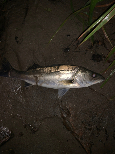 セイゴ（マルスズキ）の釣果