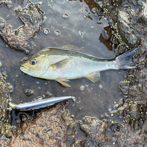 イサキの釣果