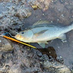 イサキの釣果