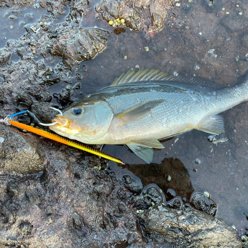 イサキの釣果