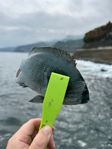 メジナの釣果