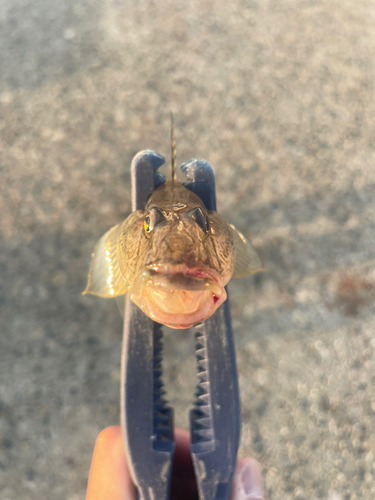 ハゼの釣果