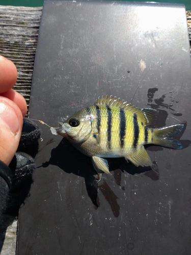 オヤビッチャの釣果