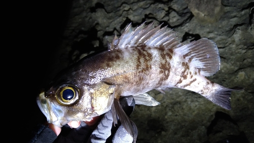 シロメバルの釣果