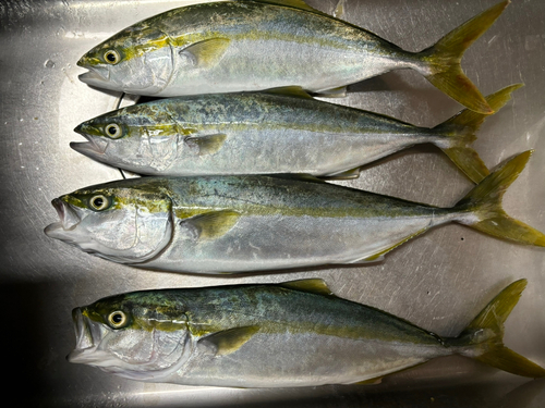 ハマチの釣果