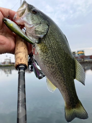 ブラックバスの釣果