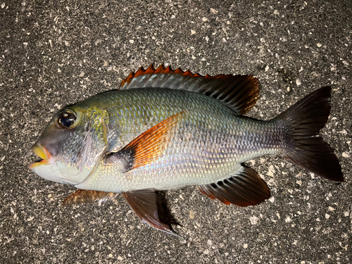 ヨコシマクロダイの釣果