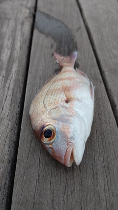 マダイの釣果