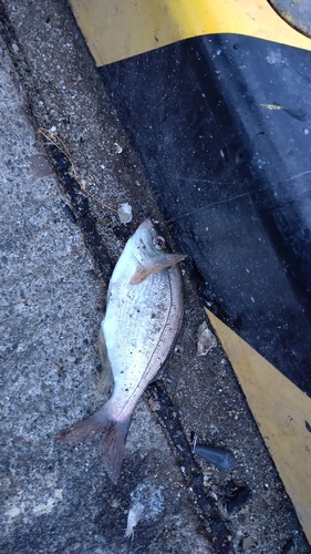 ウミタナゴの釣果