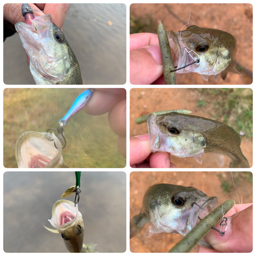 ブラックバスの釣果