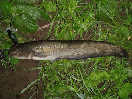 ナマズの釣果