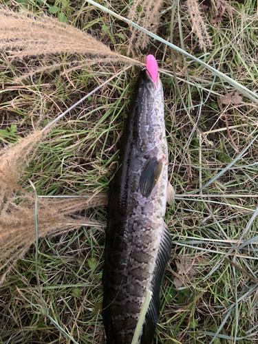 ライギョの釣果