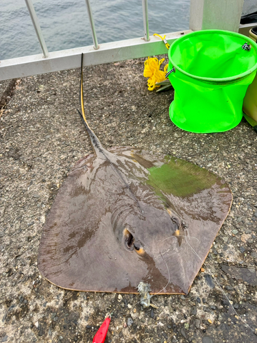 アカエイの釣果