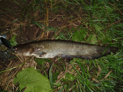 ナマズの釣果