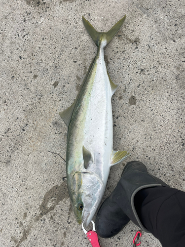 ブリの釣果