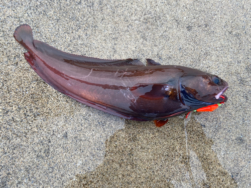 ドンコの釣果