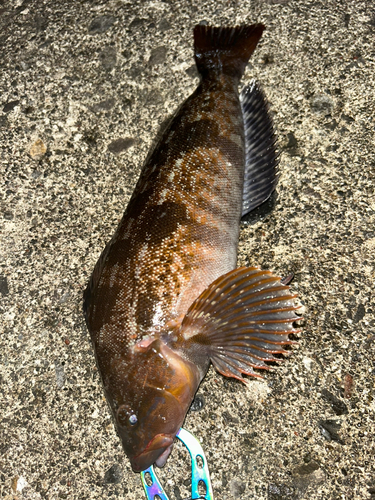 アイナメの釣果