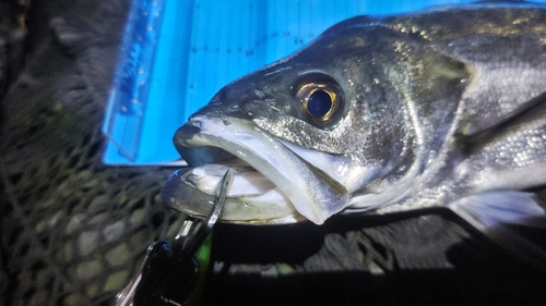 フッコ（マルスズキ）の釣果