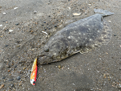 ヒラメの釣果