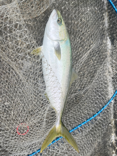 ハマチの釣果