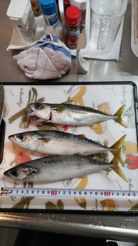 サバの釣果