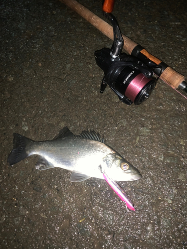 セイゴ（ヒラスズキ）の釣果