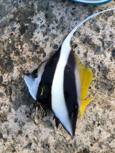 オニハタタテダイの釣果