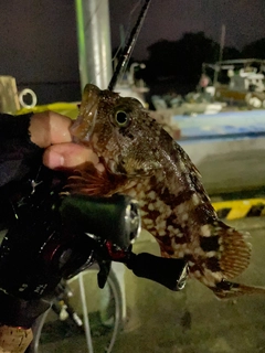 アラカブの釣果