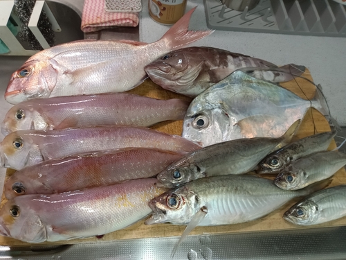 シロアマダイの釣果