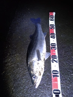 スズキの釣果