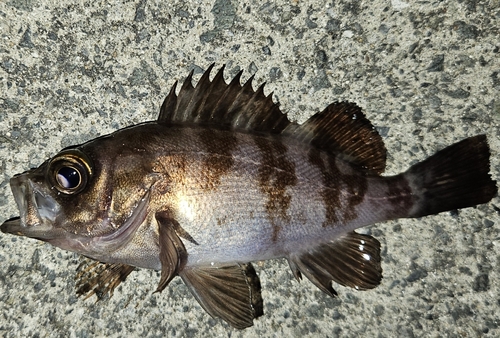 メバルの釣果