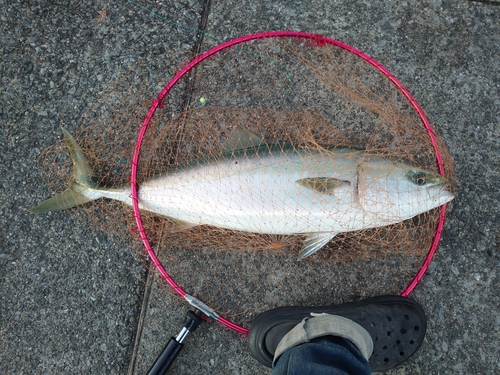 ワラサの釣果