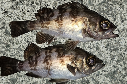 メバルの釣果