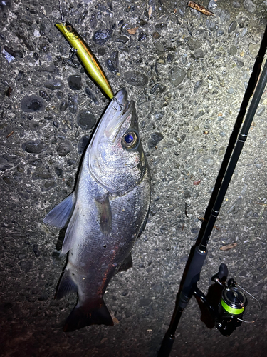 シーバスの釣果