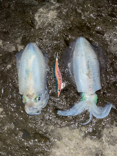 アオリイカの釣果