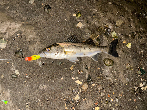 フッコ（マルスズキ）の釣果