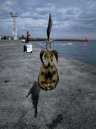 アオリイカの釣果