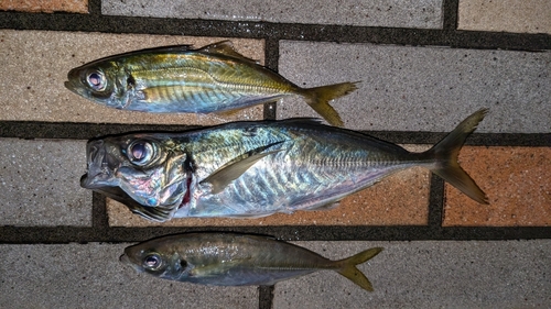 マアジの釣果