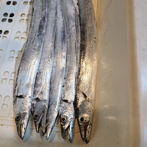 タチウオの釣果