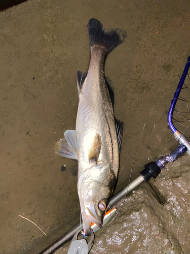 スズキの釣果