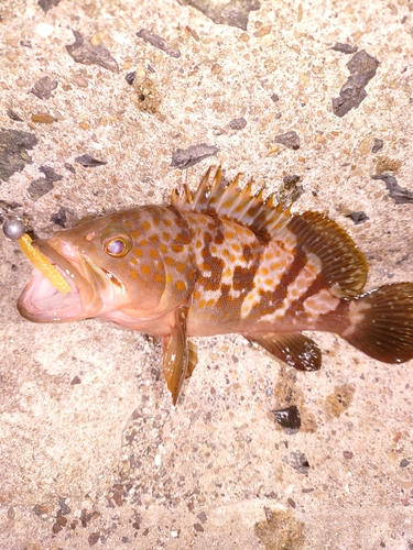 モンゴウイカの釣果