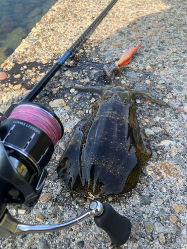 アオリイカの釣果