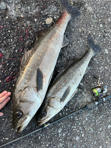 シーバスの釣果