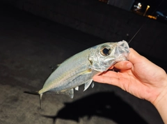 メアジの釣果