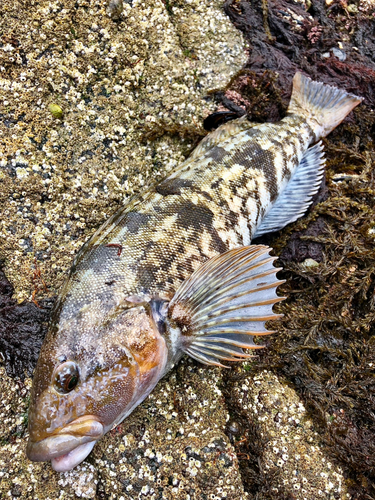 アイナメの釣果