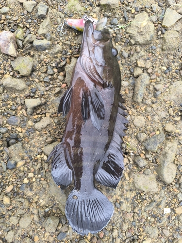 ヤミハタの釣果