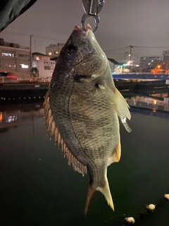 キビレの釣果