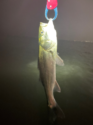 稲毛海浜公園