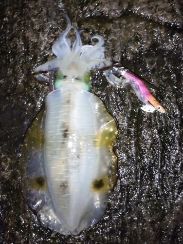 アオリイカの釣果